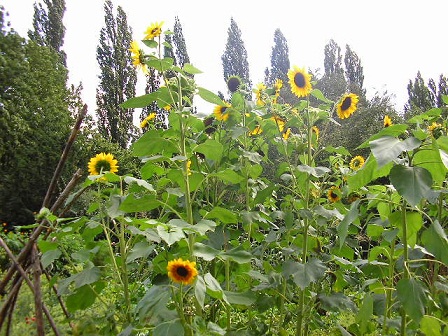 20110116-2.jpg